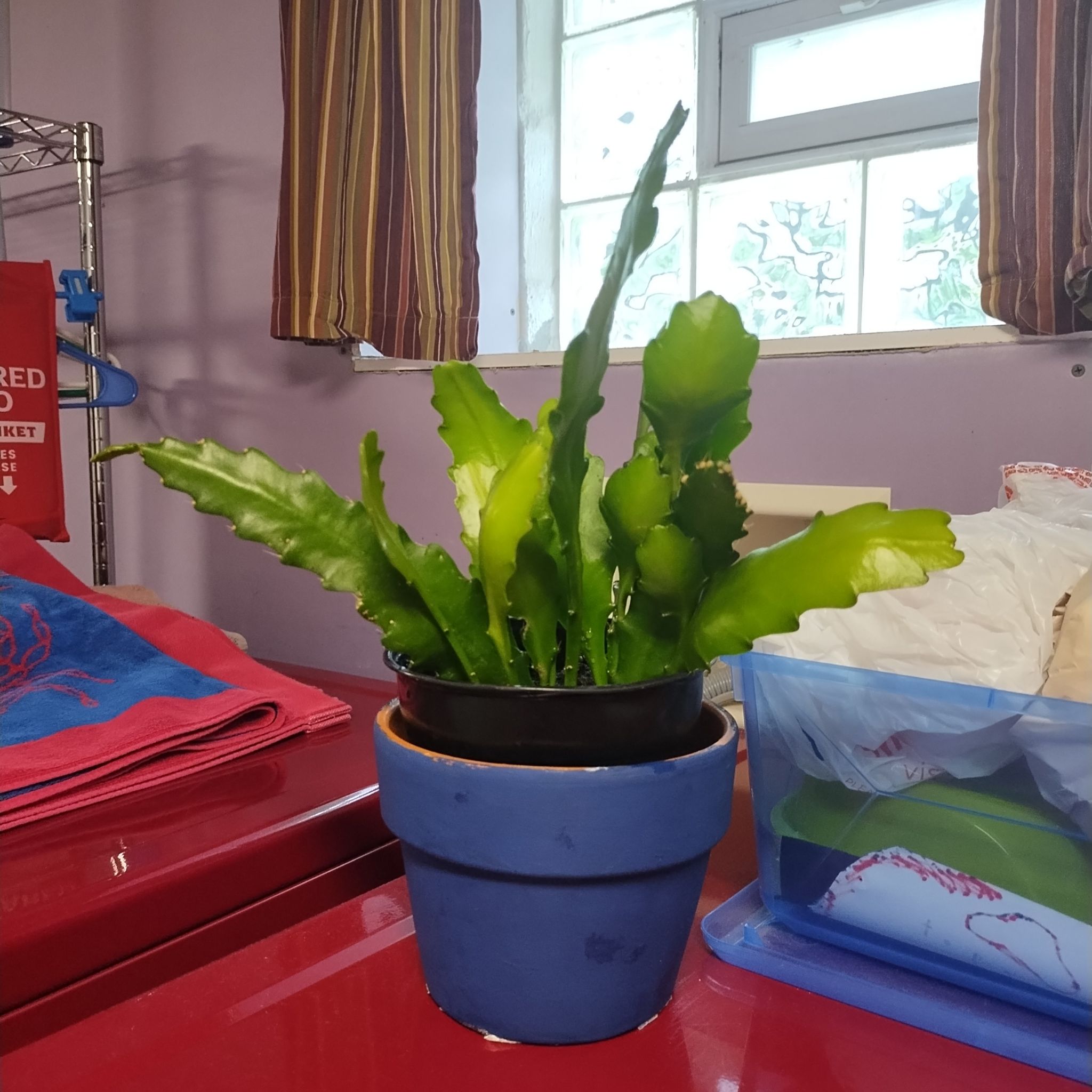 Photo of the plant species Red Orchid Cactus by @doobles named Gertrude on Greg, the plant care app