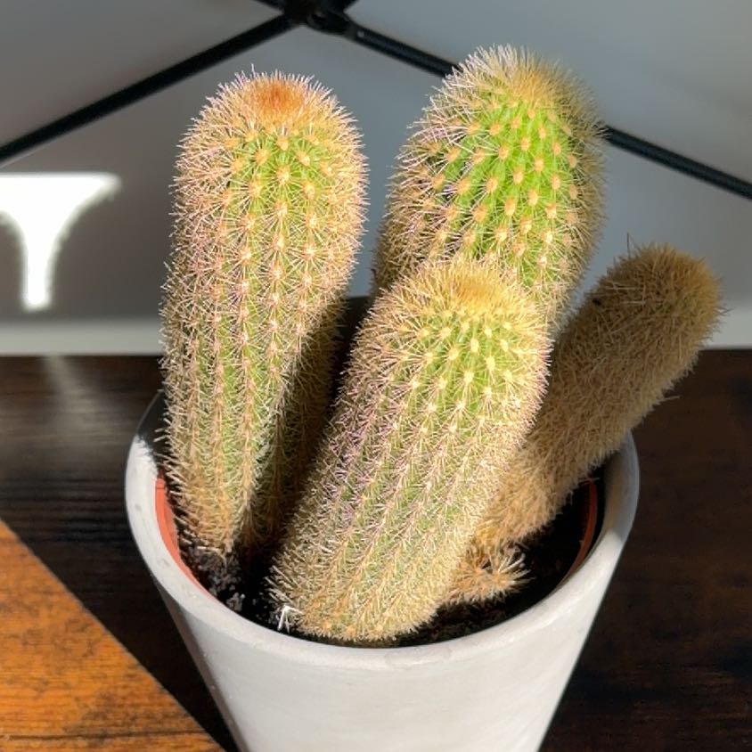 Photo of the plant species Texas Rainbow Cactus by @WeightyPeanut80 named Dolores on Greg, the plant care app