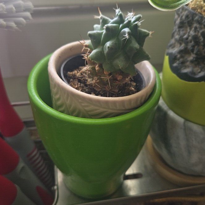 Photo of the plant species Turbinicarpus schmiedickeanus by @HunkyWormseed34 named Pax on Greg, the plant care app