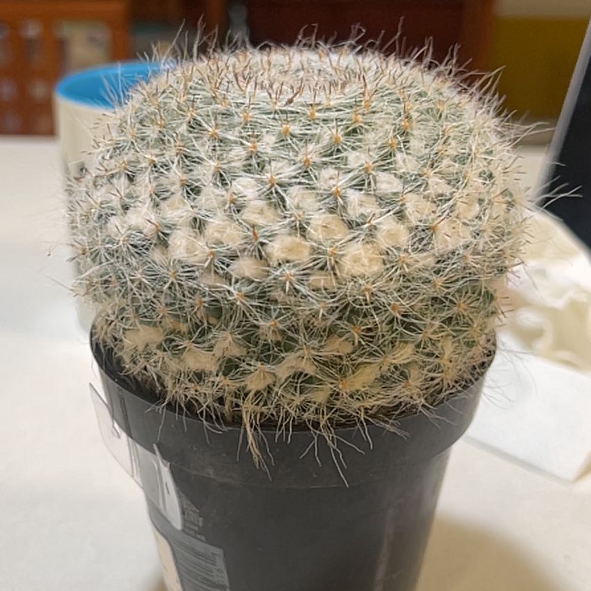 Photo of the plant species Old Lady Cactus by @IntenseFern55 named Michelle Branch on Greg, the plant care app