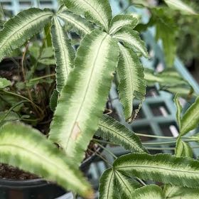 Photo of the plant species Cretan Brake by @FunGalega85 named Shakira on Greg, the plant care app