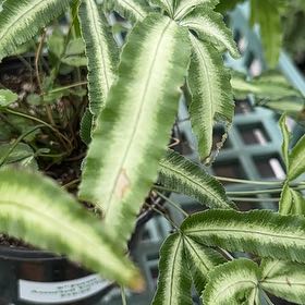 Photo of the plant species Cretan Brake by @FunGalega85 named Gobi on Greg, the plant care app