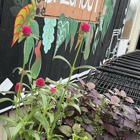 Photo of the plant species Globe Amaranth by @FunGalega85 named Fernie Mercury on Greg, the plant care app