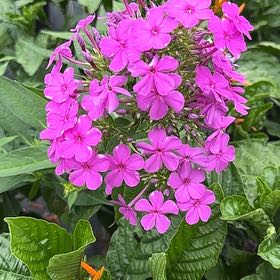 Photo of the plant species Garden Phlox by @FunGalega85 named Harmony on Greg, the plant care app