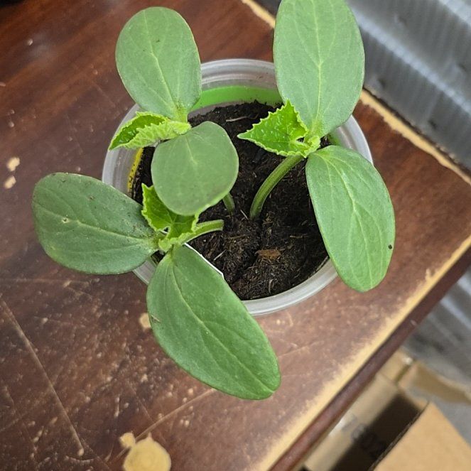 Photo of the plant species Cucumber by @DrivenCobnut72 named Cuke on Greg, the plant care app