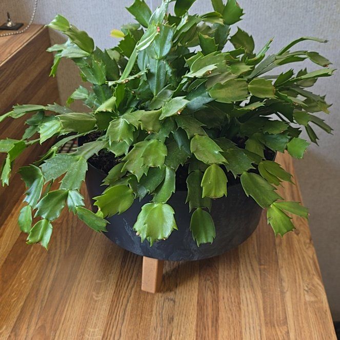 Photo of the plant species Thanksgiving Cactus by @DrivenCobnut72 named Marge on Greg, the plant care app