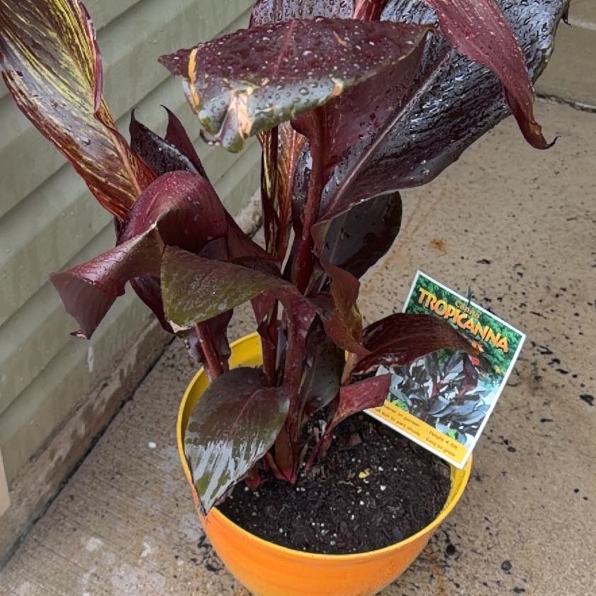 Photo of the plant species Tropicanna Canna Lily by @DearMangeao58 named Marley on Greg, the plant care app