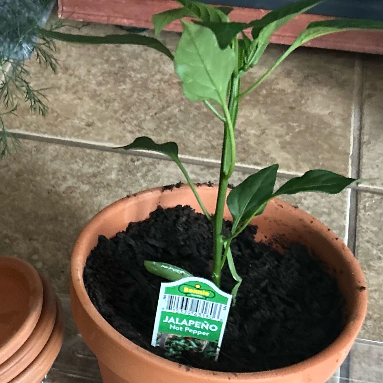 Photo of the plant species Jalepeno by @ZealouslyMarimo named Fernie Saunders on Greg, the plant care app