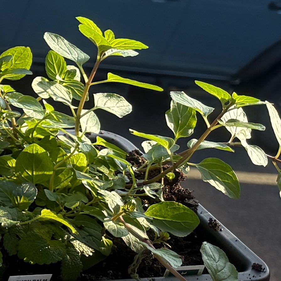 Photo of the plant species Chocolate Mint by @MaturingBroom36 named Mint on Greg, the plant care app