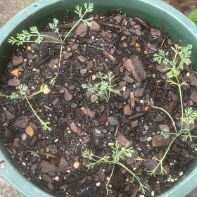 Photo of the plant species California Poppy by @YesPignut65 named poppy playtime on Greg, the plant care app
