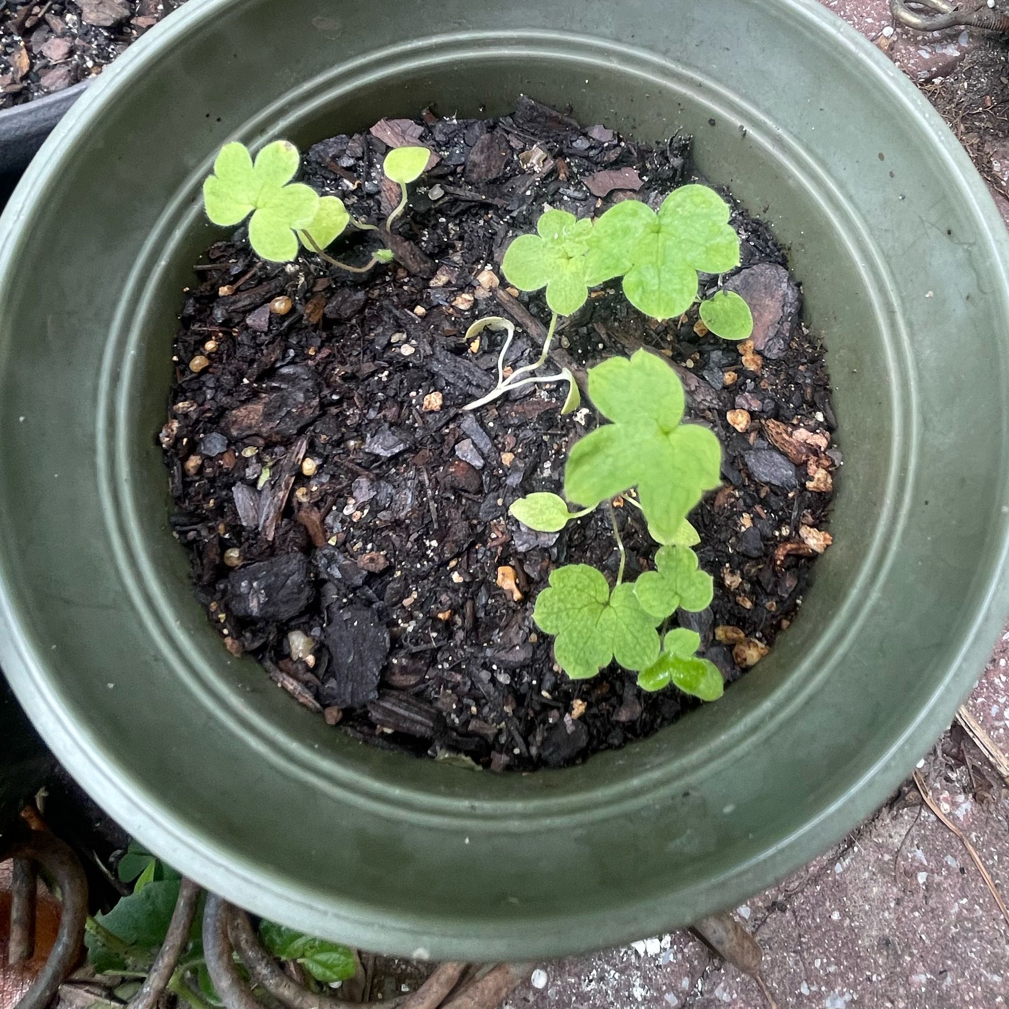 Photo of the plant species Ivyleaf Morning-Glory by @YesPignut65 named me flower on Greg, the plant care app