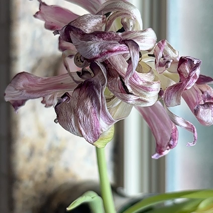 Photo of the plant species Barbosa Lily by @LogicalIvy70 named Tupot amaroot on Greg, the plant care app