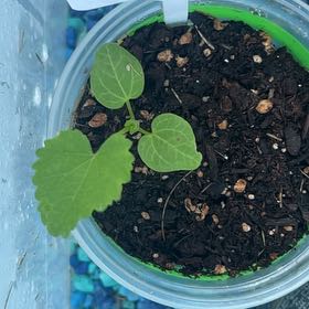 Photo of the plant species Common Hollyhock by @DynamoBalsam20 named Willow on Greg, the plant care app