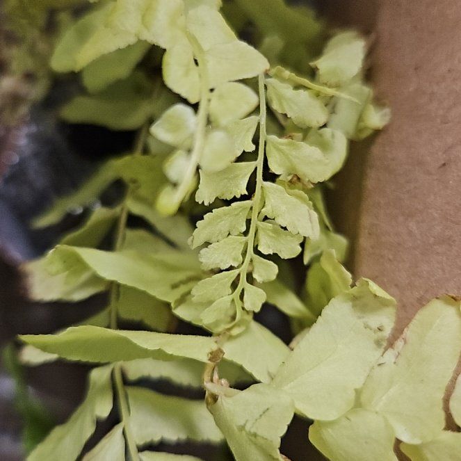 Photo of the plant species Green Spleenwort by @HumaneNapaea50 named Kesha on Greg, the plant care app