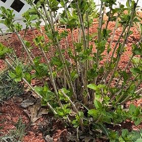 Photo of the plant species Salvia Red by @SirApricot22 named Terra on Greg, the plant care app