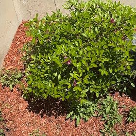 Photo of the plant species Brazilian Peppertree by @SirApricot22 named Michelle Branch on Greg, the plant care app