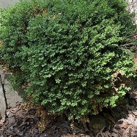 Photo of the plant species Box-Leaved Holly by @SirApricot22 named Ronaldo on Greg, the plant care app