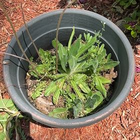 Photo of the plant species Culantro by @SirApricot22 named Luna on Greg, the plant care app