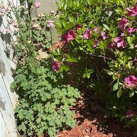 Photo of the plant species Common Columbine by @SirApricot22 named Homer on Greg, the plant care app
