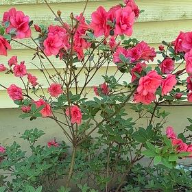 Photo of the plant species Rhododendron Simsii by @SirApricot22 named ChloroPhil on Greg, the plant care app
