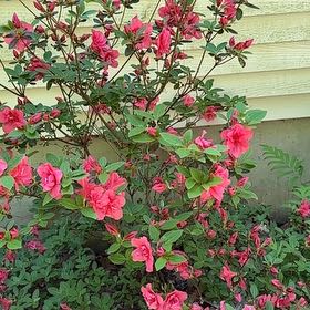 Photo of the plant species Rhododendron Simsii by @SirApricot22 named Sigmund on Greg, the plant care app