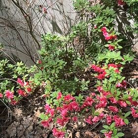 Photo of the plant species Rhododendron Simsii by @SirApricot22 named Miley on Greg, the plant care app