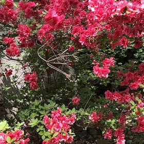 Photo of the plant species Rhododendron Simsii by @SirApricot22 named Beckham on Greg, the plant care app
