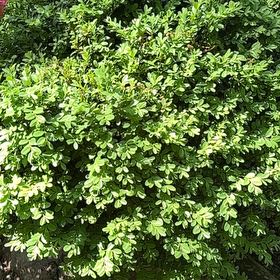 Photo of the plant species Box-Leaved Holly by @SirApricot22 named Emerson on Greg, the plant care app