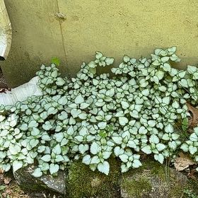 Photo of the plant species Water Chestnut by @SirApricot22 named Sherlock on Greg, the plant care app