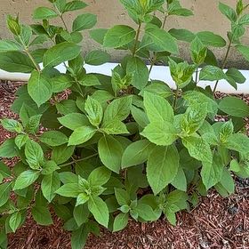Photo of the plant species Panicle Hydrangea by @SirApricot22 named Bodhi on Greg, the plant care app