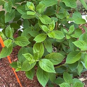 Photo of the plant species Panicle Hydrangea by @SirApricot22 named Treeyoncé on Greg, the plant care app