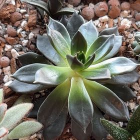 Photo of the plant species Black Knight by @HeirBrandegea84 named Orwell on Greg, the plant care app