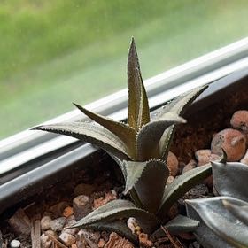 Photo of the plant species Veined Haworthia by @HeirBrandegea84 named Gomez on Greg, the plant care app