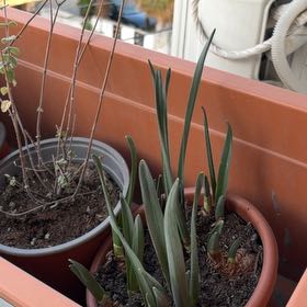 Photo of the plant species Daffodil by @Halfelf named Hydra on Greg, the plant care app