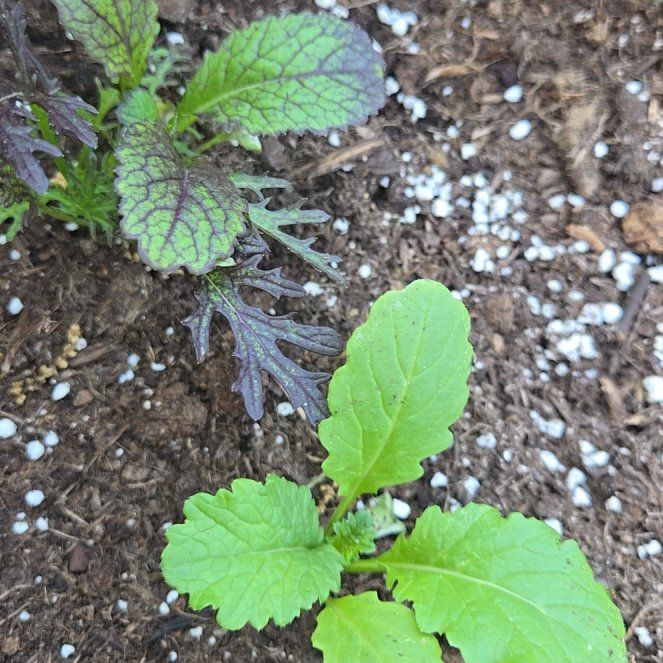 Photo of the plant species Chinese Mustard by @AbsoluteCatnip6 named Salad greens on Greg, the plant care app