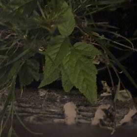 Photo of the plant species European Red Raspberry by @SanguinePeanut6 named Raspberry on Greg, the plant care app