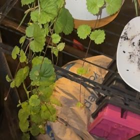 Photo of the plant species Glechoma Hederacea by @SanguinePeanut6 named Queen on Greg, the plant care app