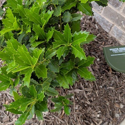 Photo of the plant species Sweet Bay by @SirRainbow77 named Anne on Greg, the plant care app