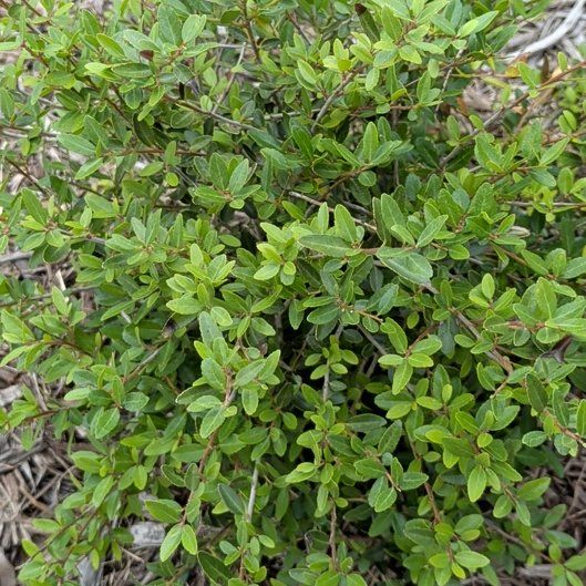 Photo of the plant species California Buckthorn by @SirRainbow77 named Sol on Greg, the plant care app