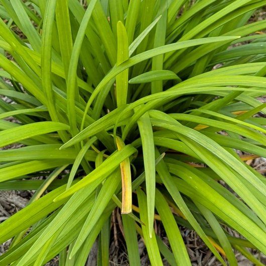 Photo of the plant species Onion Weed by @SirRainbow77 named Hemingway on Greg, the plant care app