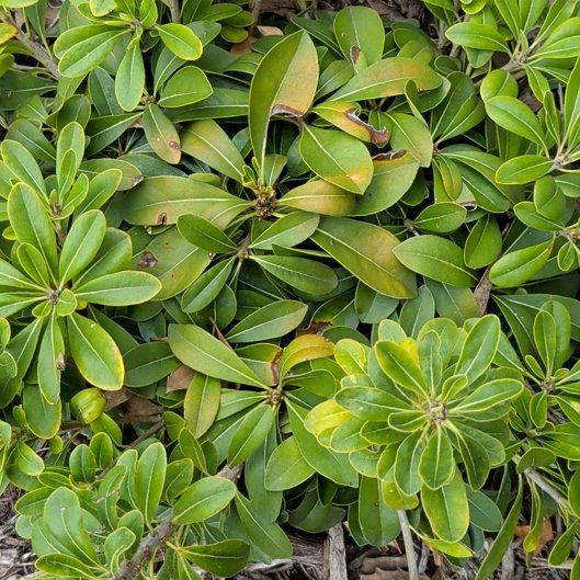 Photo of the plant species Japanese Cheesewood by @SirRainbow77 named Gobi on Greg, the plant care app