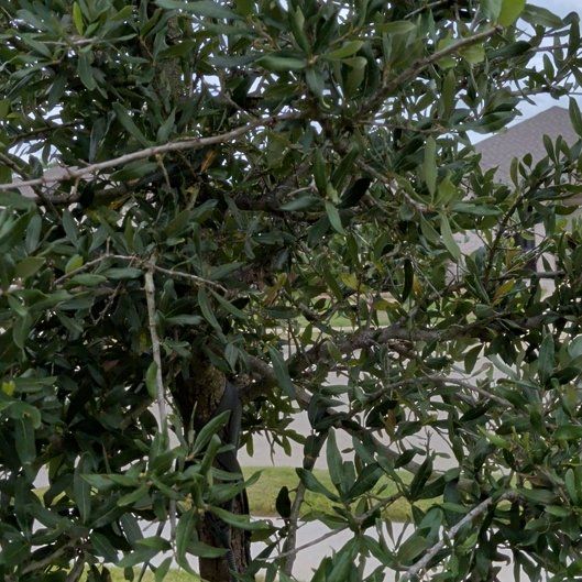 Photo of the plant species Southern Live Oak by @SirRainbow77 named Coco on Greg, the plant care app