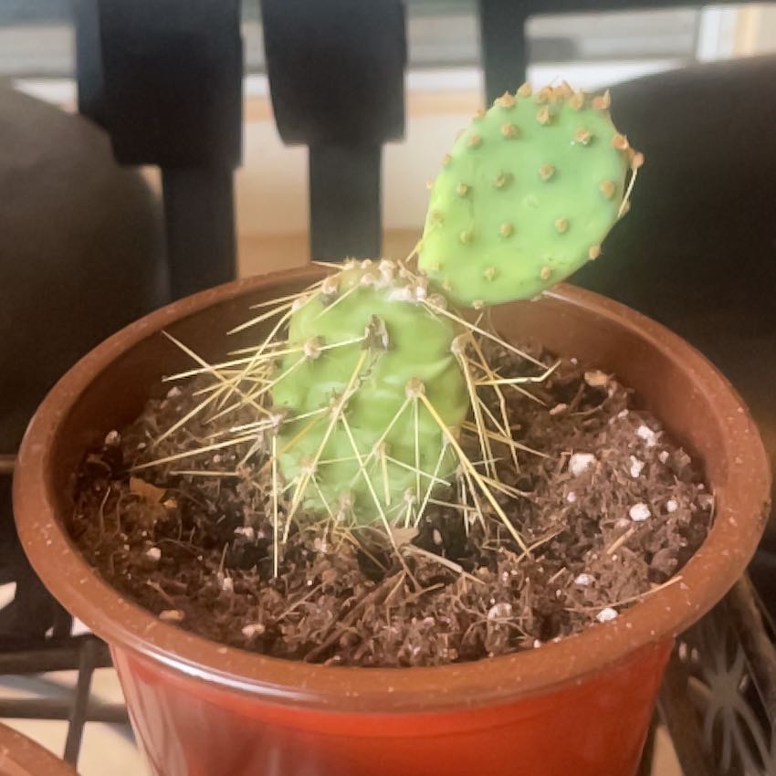Photo of the plant species Brittle Prickly Pear by @PurePalmier60 named Messi on Greg, the plant care app