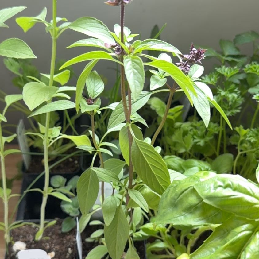 Photo of the plant species Thai Basil by @SuaveOrchid66 named Athena on Greg, the plant care app