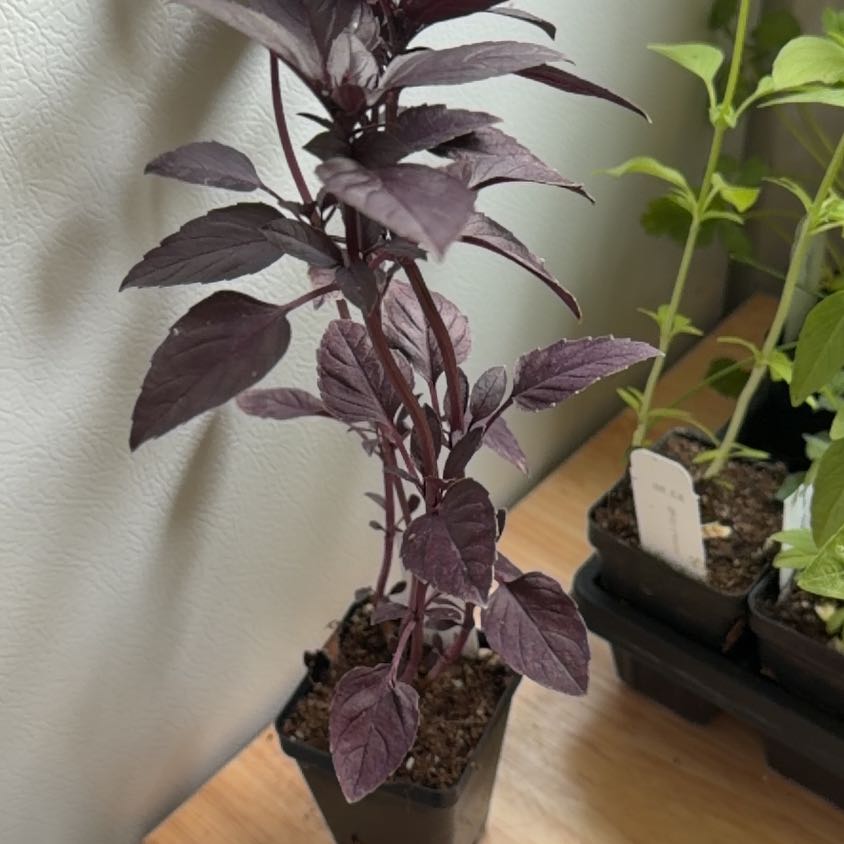 Photo of the plant species Purple Basil by @RealPlantShady named Gobi on Greg, the plant care app