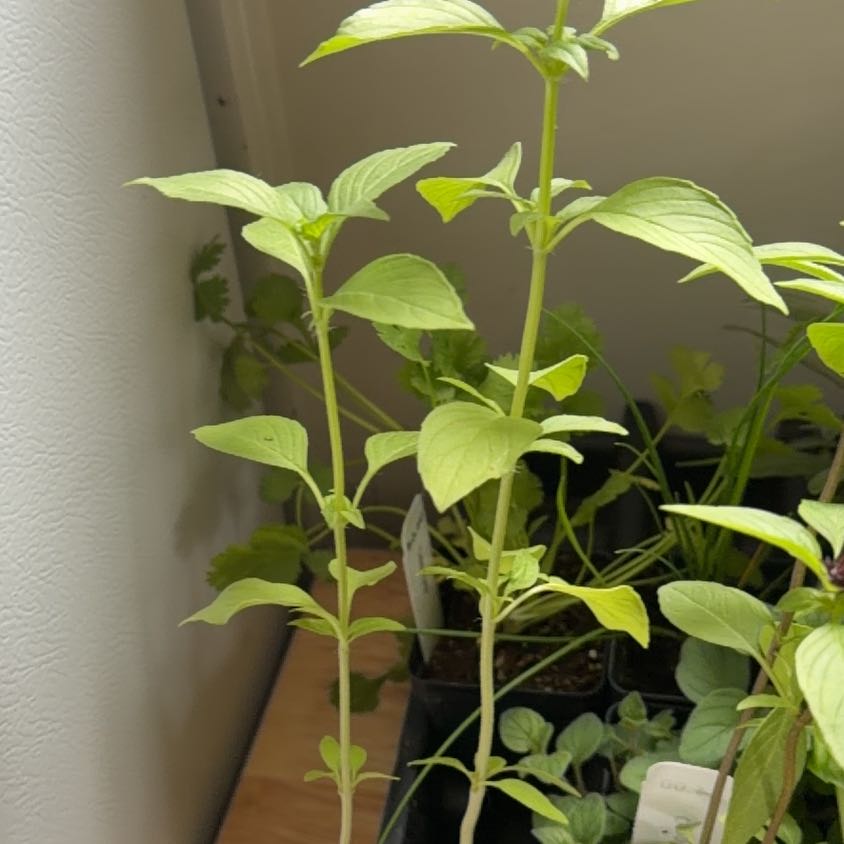 Photo of the plant species Lemon Basil by @SuaveOrchid66 named Baesil on Greg, the plant care app