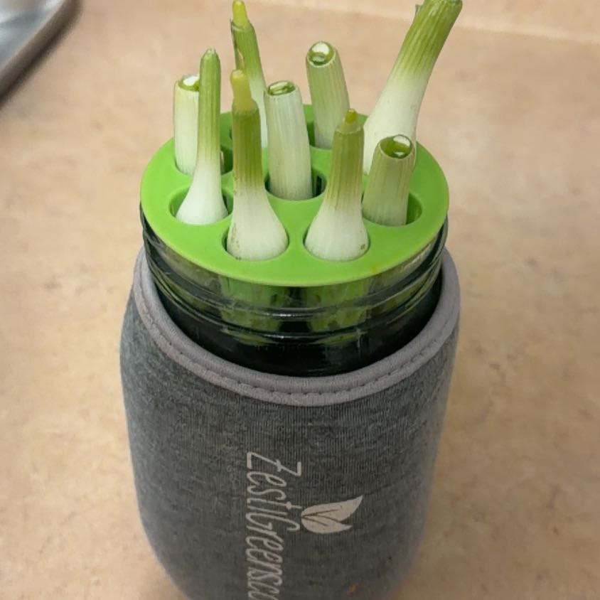 Photo of the plant species Green Onion by @RealPlantShady named Sol on Greg, the plant care app