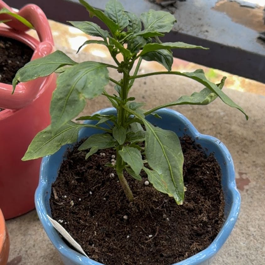 Photo of the plant species Fresno Chili by @RealPlantShady named Remington on Greg, the plant care app