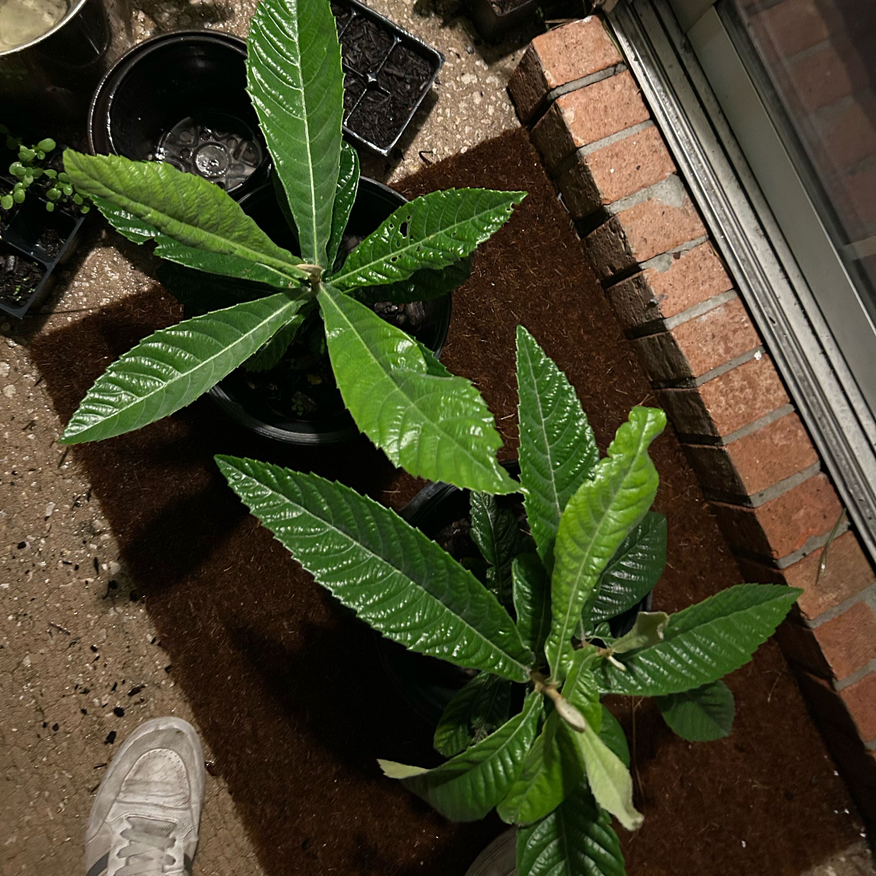 Photo of the plant species Japanese Medlar by @HipMandarin62 named Denali on Greg, the plant care app