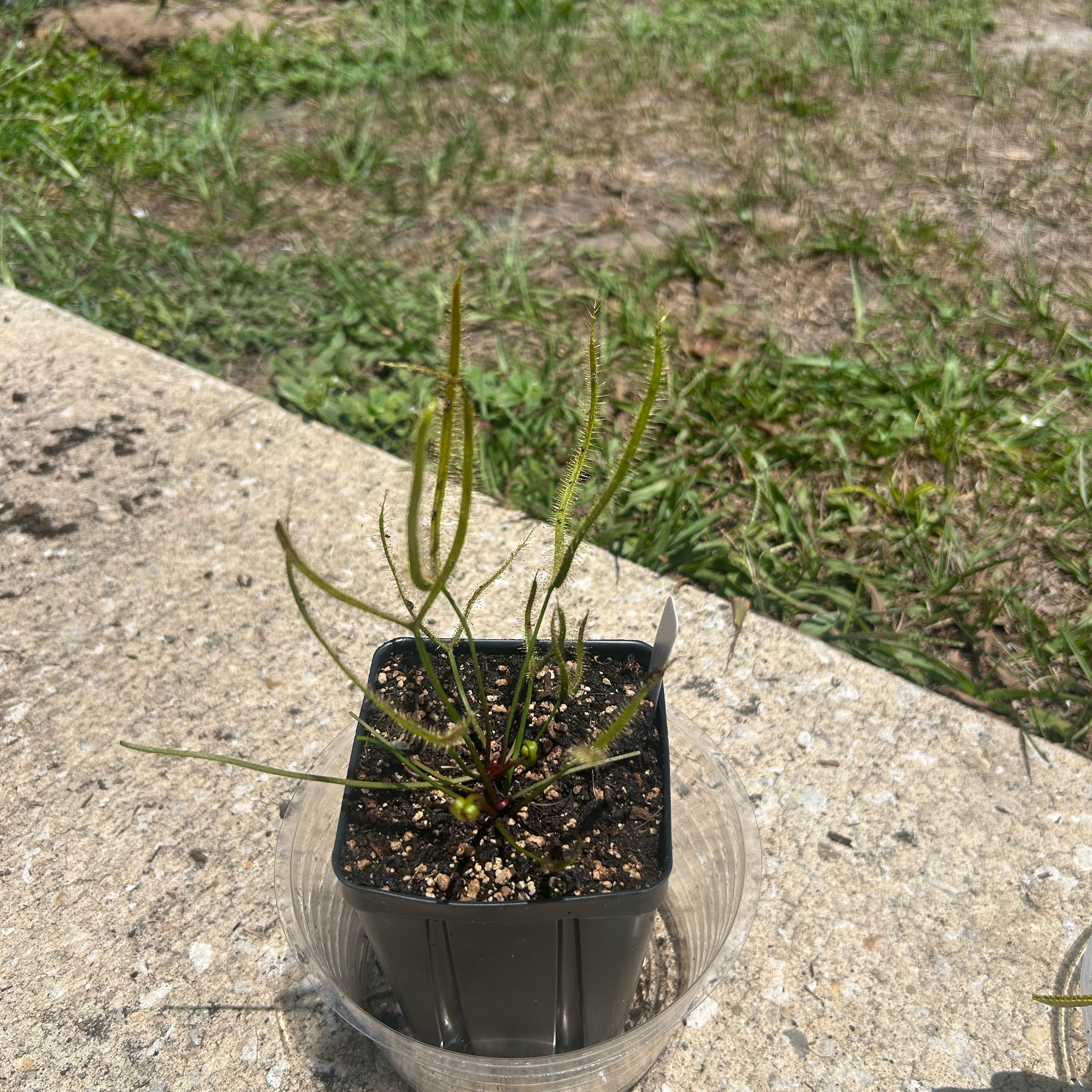Photo of the plant species Forked Sundew by @HipMandarin62 named Girlfrond on Greg, the plant care app